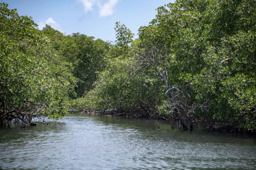 Guadeloupe mangroves. 