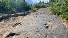 example of dinosaur tracks