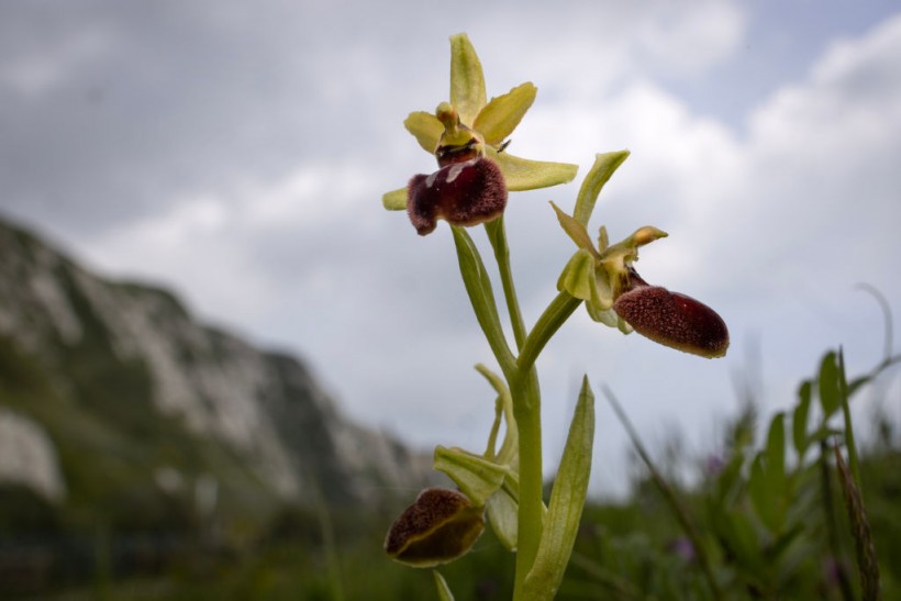 Orchids Bloom As Report Signifies Decline In Numbers