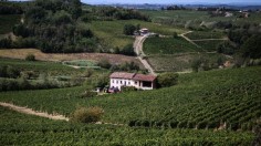 ITALY-AGRICULTURE-VITICULTURE-HARVEST-WINE