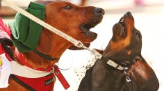 A stock photo of dogs