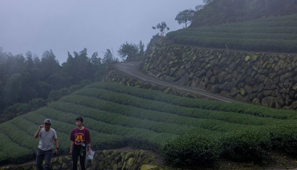 Taiwan's tea farms affected by global warming