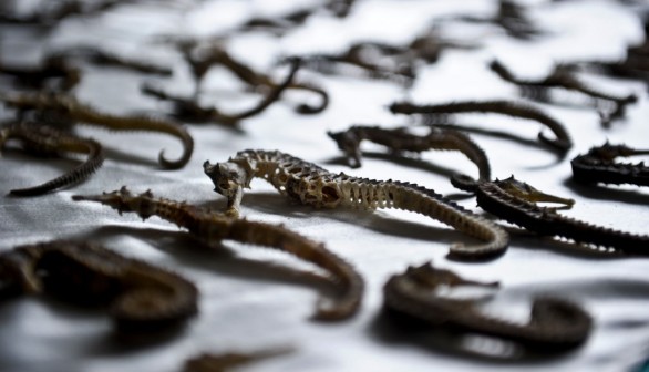 Dead Snakes, Dried Seahorses, Other 'Traditional Food' Smuggled From Vietnam Seized by US Customs