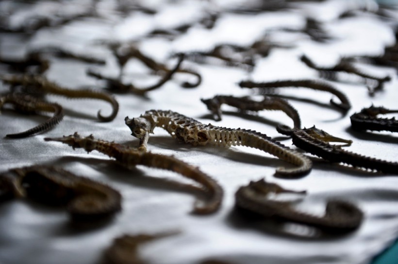 Dead Snakes, Dried Seahorses, Other 'Traditional Food' Smuggled From Vietnam Seized by US Customs