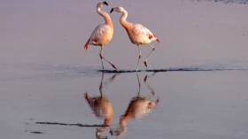 Idalia Aftermath: American Flamingos Seen in South Carolina Feeding on Crustaceans