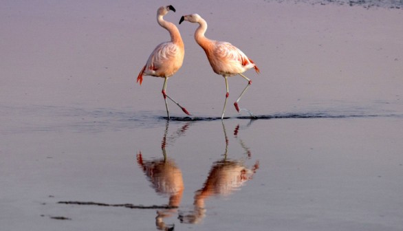 Idalia Aftermath: American Flamingos Seen in South Carolina Feeding on Crustaceans