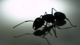 ant