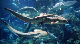 Two zebra sharks swim by at a marine the