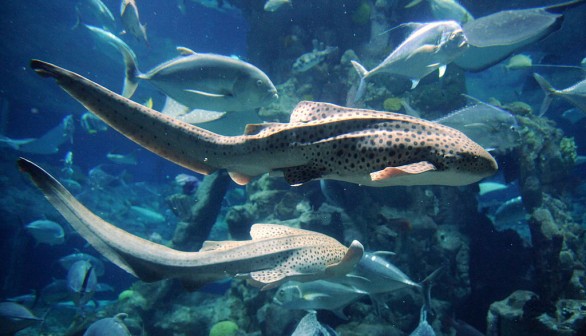 Two zebra sharks swim by at a marine the