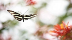 A stock photo of a Butterfly
