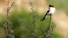 LEBANON-NATURE-BIRDS