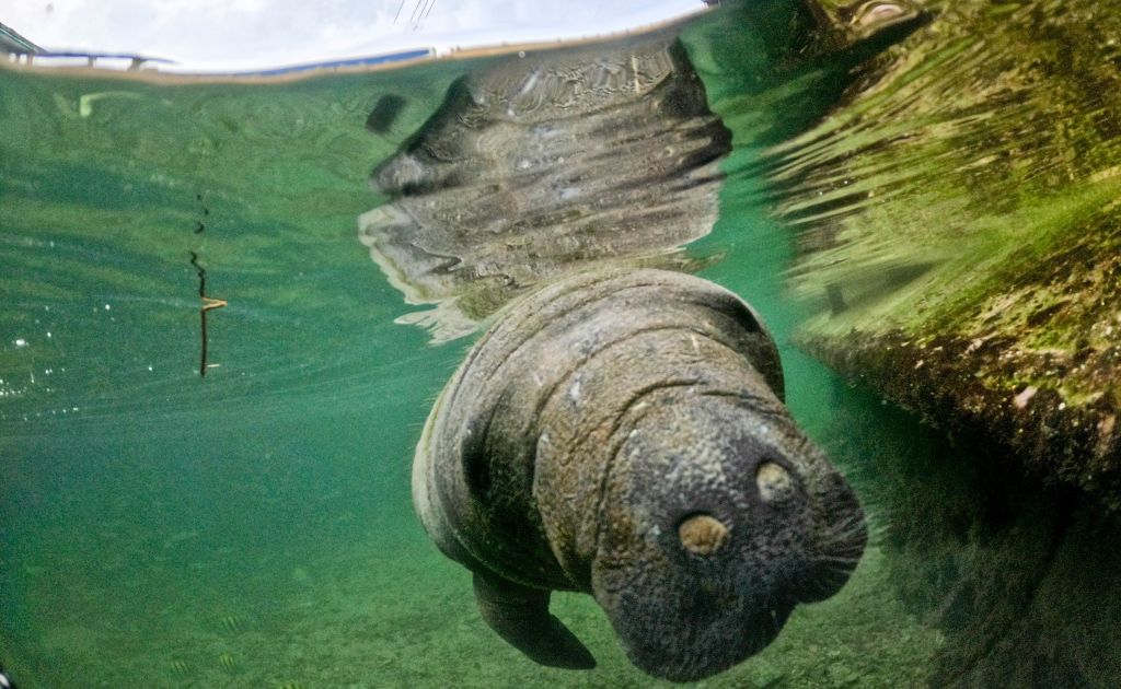 Florida's Dying Manatees: Animals Die From Starvation, Habitat Loss ...