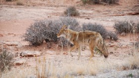 Utah Coyotes Kill 4 Pet Cats in Sandy Neighborhood