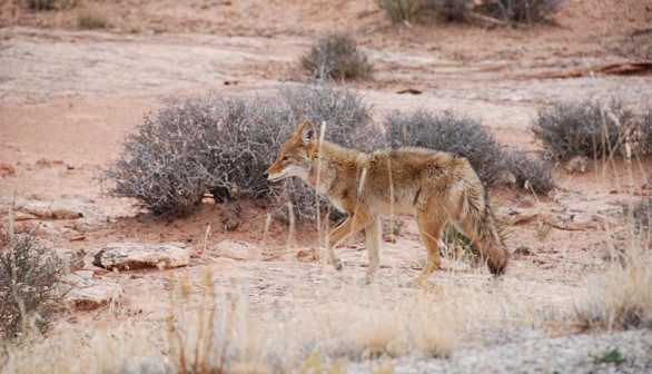 Utah Coyotes Kill 4 Pet Cats in Sandy Neighborhood