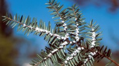 Japanese Beetles Released in Maine to Devour Invasive Insect Hemlock Woolly Adelgid