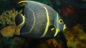 Denver Zoo Angelfish Gets CT Scan After Abnormal Swimming Patterns