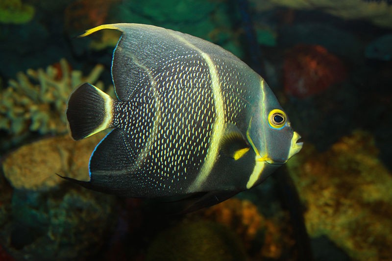 Denver Zoo Angelfish Gets CT Scan After Abnormal Swimming Patterns