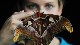 Atlas Moth Disguise: An Insect That ‘Transforms’ Into a Cobra to Scare Off Predators