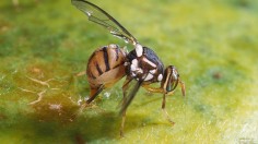 Invasive Pest Oriental Fruit Fly Puts California County Under Quarantine Following Reports of Smuggled Dangerous Fruit