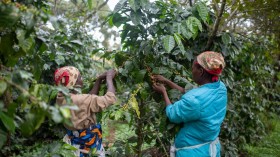Mozambique Coffee Farming Saves Gorongosa National Park and Its Community of Farmers