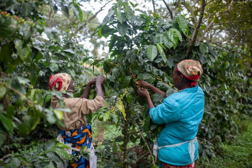 Mozambique Coffee Farming Saves Gorongosa National Park and Its Community of Farmers