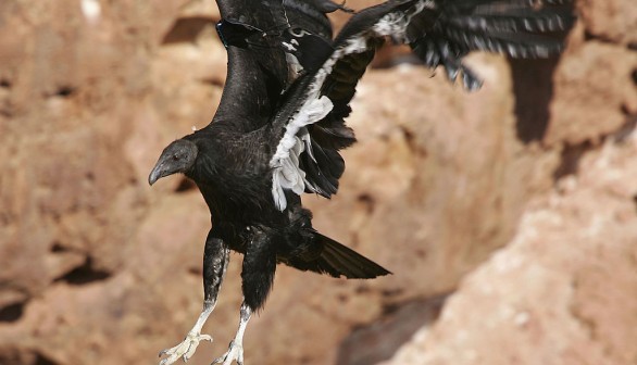 Endangered California Condor Necropsy Confirms 2022 Gunshot, $5000 Reward Offered to Find Culprit