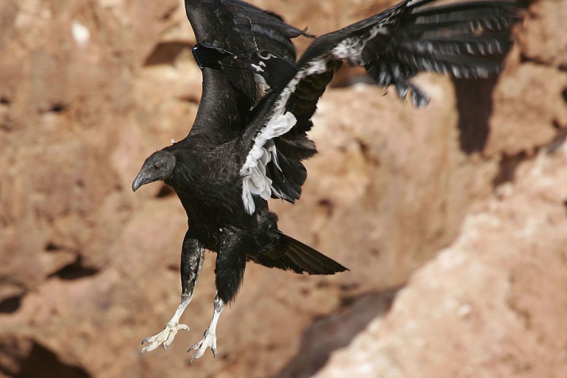 Endangered California Condor Necropsy Confirms 2022 Gunshot, $5000 Reward Offered to Find Culprit