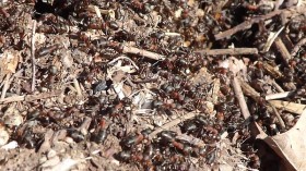 Meranoplus Bicolor Ants Found in Content Creator's Backyard, Philippines New Geographical Location for Species