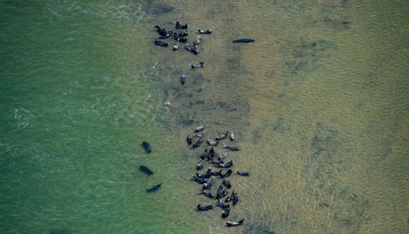 US-SHARKS-TOURISM-GREAT WHITE SHARKS