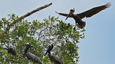 COSTA RICA-NATURE-BIRDS