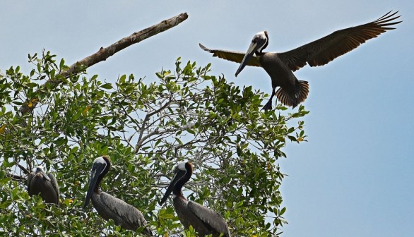 COSTA RICA-NATURE-BIRDS