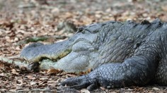 alligator in Florida