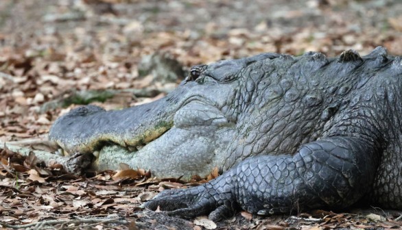 alligator in Florida