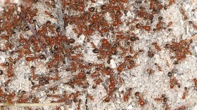 Invasive Red Fire Ants From Soil Imports Establish 88 Colonies in Italy with Global Warming Aggravating Spread