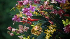 Display of orchids