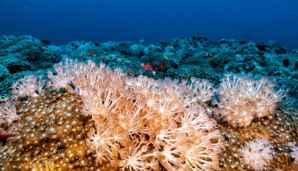 Ocean Corals. 