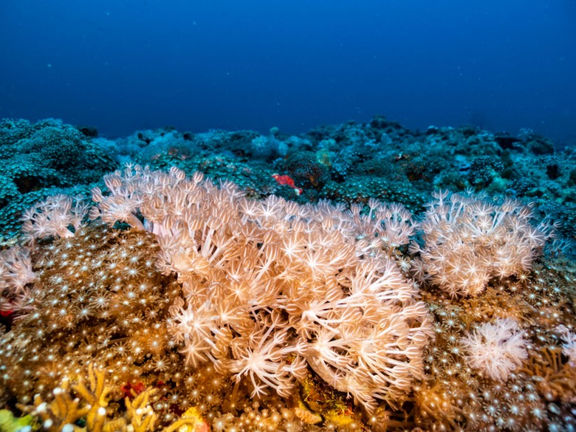 Ocean Corals. 