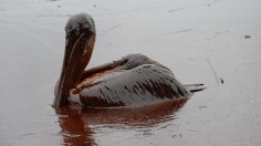 Oiled Pelican