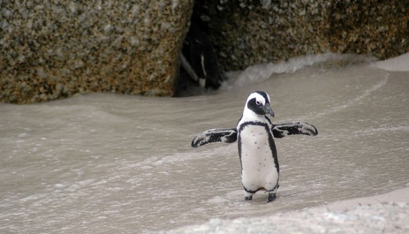 Magellanic penguin