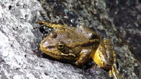 Mountain yellow-legged frog