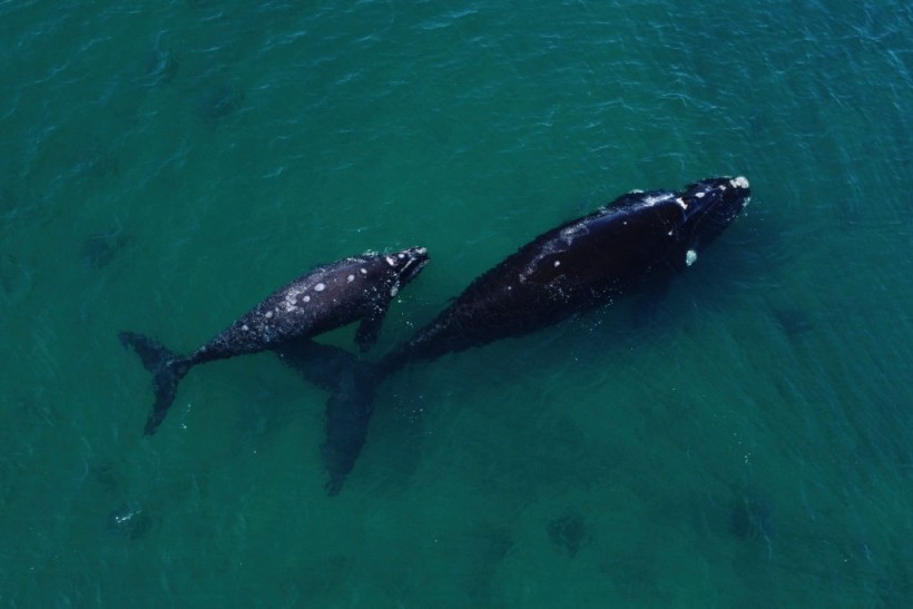 Southern right whale (Eubalaena australis)