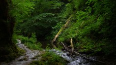 Rainforest in England destroyed by deforestation