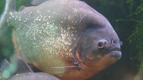 Killer Piranhas: Brazilian Man Dies After Boat Crashed in Piranha-Infested Amazon River