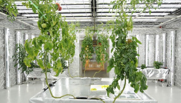 Smart Farming in Tokyo Enlists Fewer Farmers as Quality Tomatoes are Grown in Greenhouses Using 5G + Smart Glasses