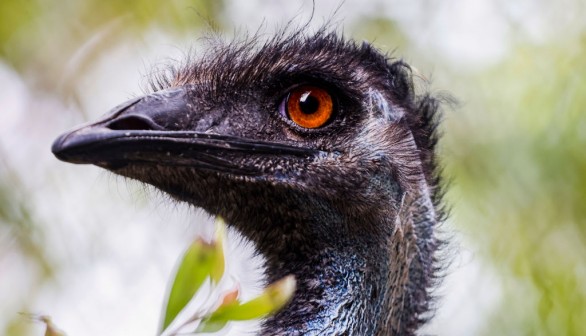 emu in Sydney, Australia