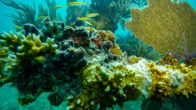 coral reefs