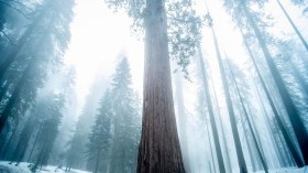 World's Tallest Tree