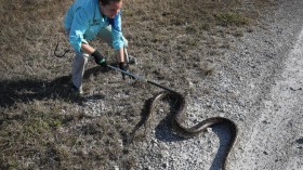 20,000 Invasive Burmese Pythons Removed From Everglades by 11,000 Contractors Since 2006: Are We Making Headway?