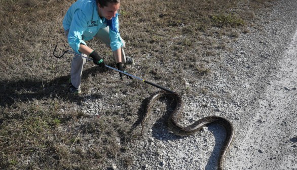 20,000 Invasive Burmese Pythons Removed From Everglades by 11,000 Contractors Since 2006: Are We Making Headway?