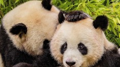 giant panda 